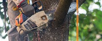 How Our Tree Care Process Works  in  Hanna City, IL