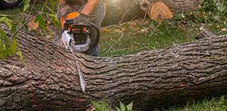 Best Tree Maintenance Programs  in Hanna City, IL