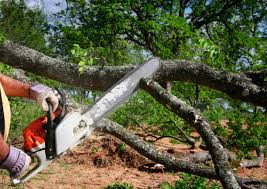 Best Utility Line Clearance  in Hanna City, IL