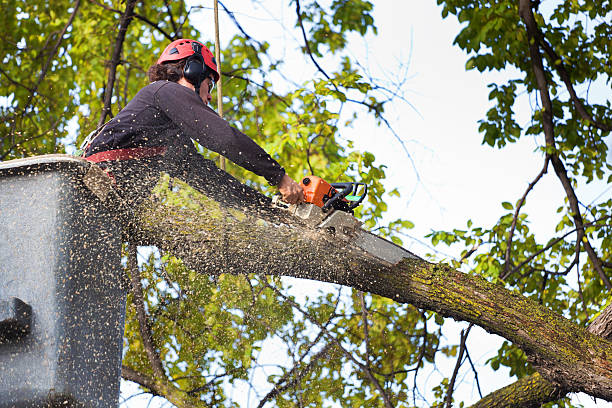 Best Tree Removal  in Hanna City, IL